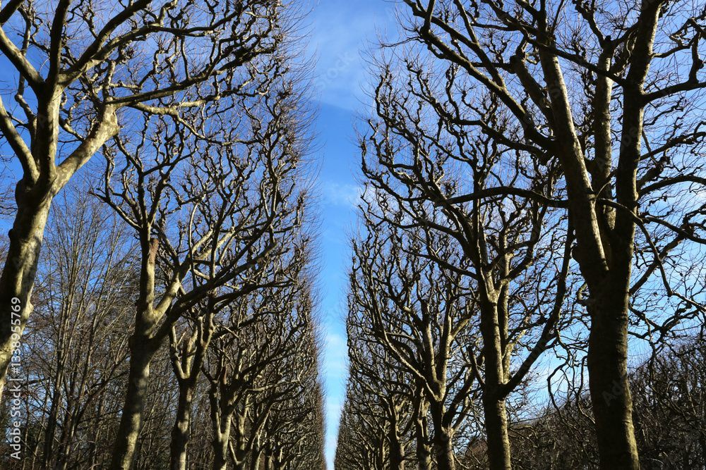 Des arbres après un élagage
