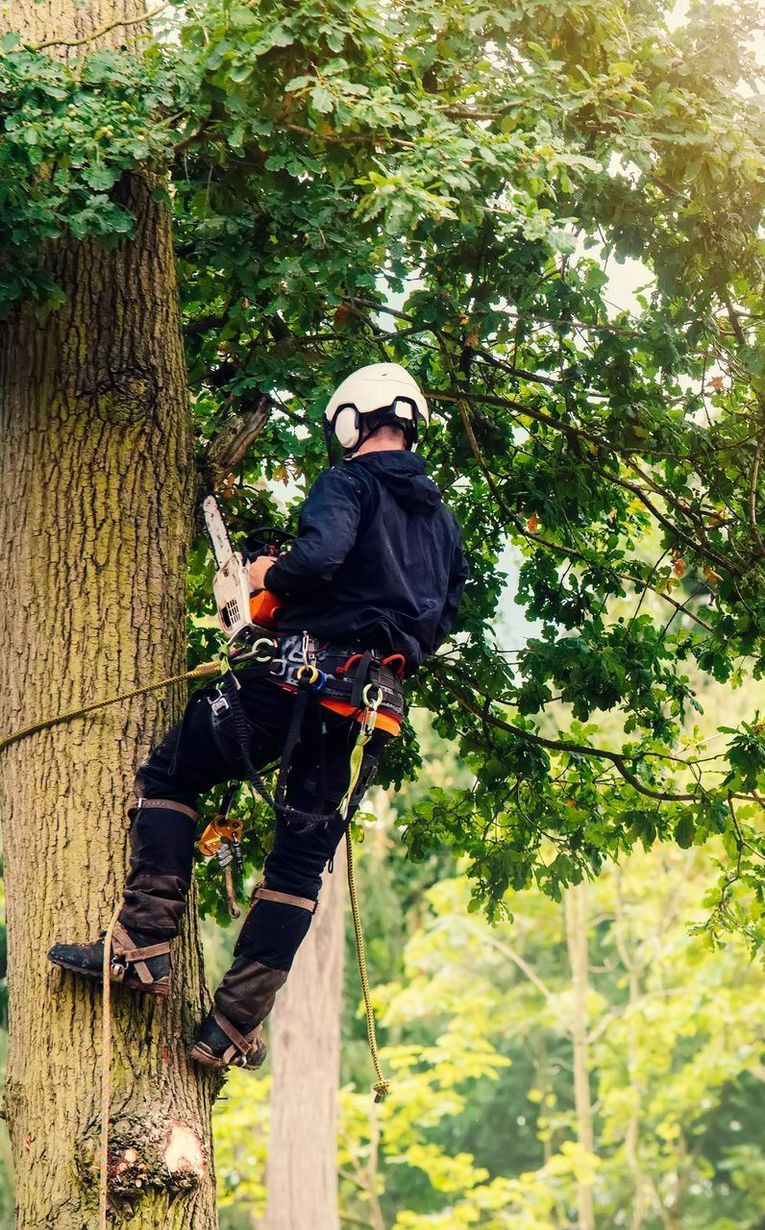 Un élagueur escalade un arbre