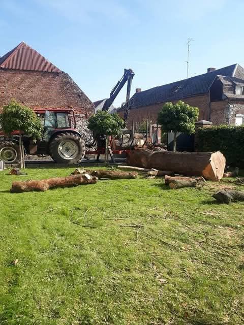 Un arbre à terre dans un jardin