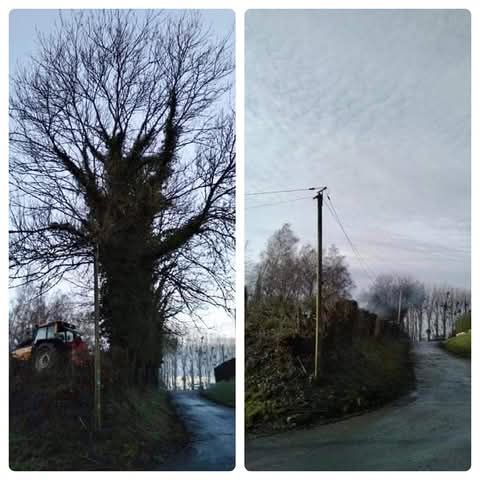 Une photo avant/après d'un abattage d'arbre dans la rue