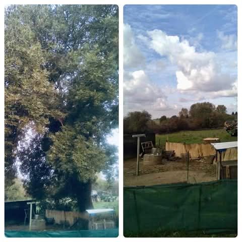 Une photo avant/après d'un abattage d'arbre dans la campagne
