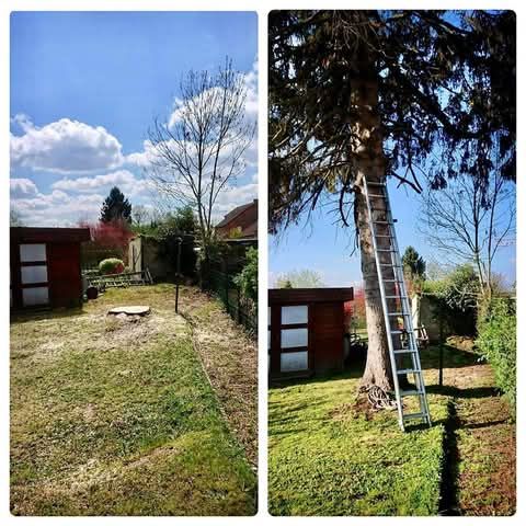 Une photo avant/après d'un abattage d'arbre dans un jardin avec du soleil