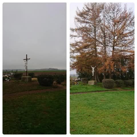 Une photo avant/après d'un abattage d'arbre