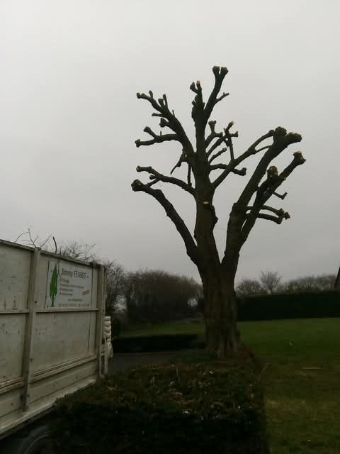 Un arbre après un élagage