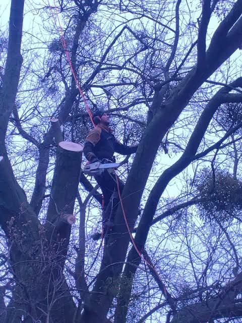 Un élagueur-grimpeur avec une tronçonneuse