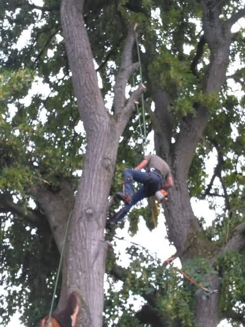 Un élagueur-grimpeur