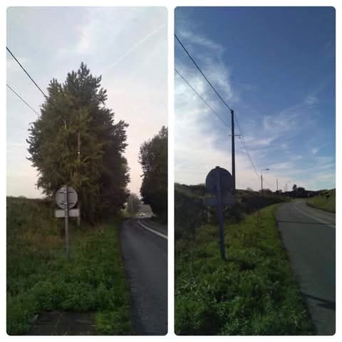 Une photo avant/après d'un abattage d'arbre près d'une route