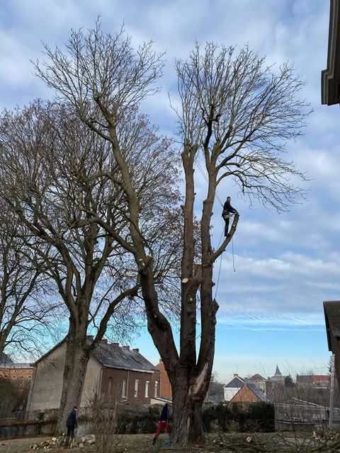 Des arbres en cours d'élagage