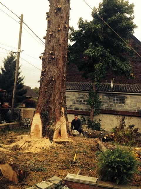 Un abattage d'arbre en cours de réalisation