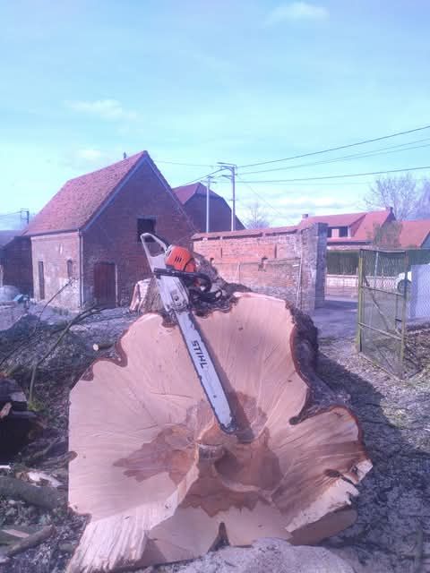 Une tronçonneuse le long d'un arbre