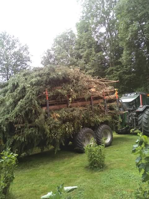 Des sapins dans une remorque