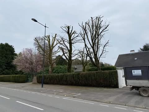 Un jardin avec trois arbres après un élagage