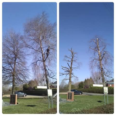Une photo avant/après d'un élagage d'arbre