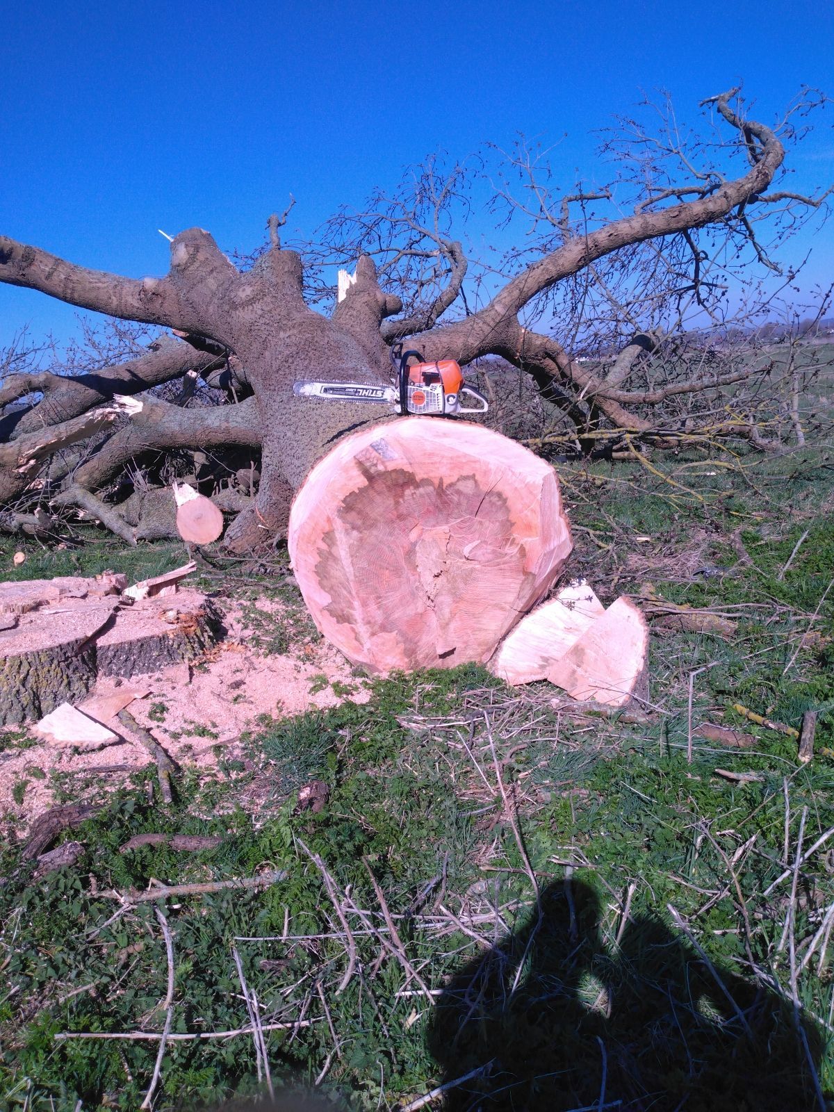 Un arbre avec une tronçonneuse sur le dessus