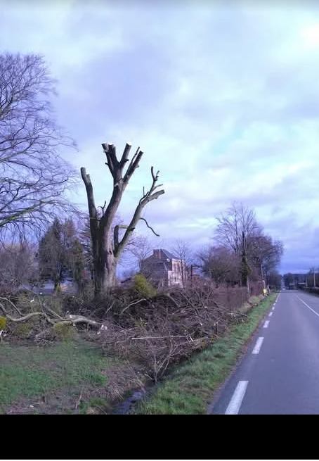 Un arbre après un élagage le long d'une route