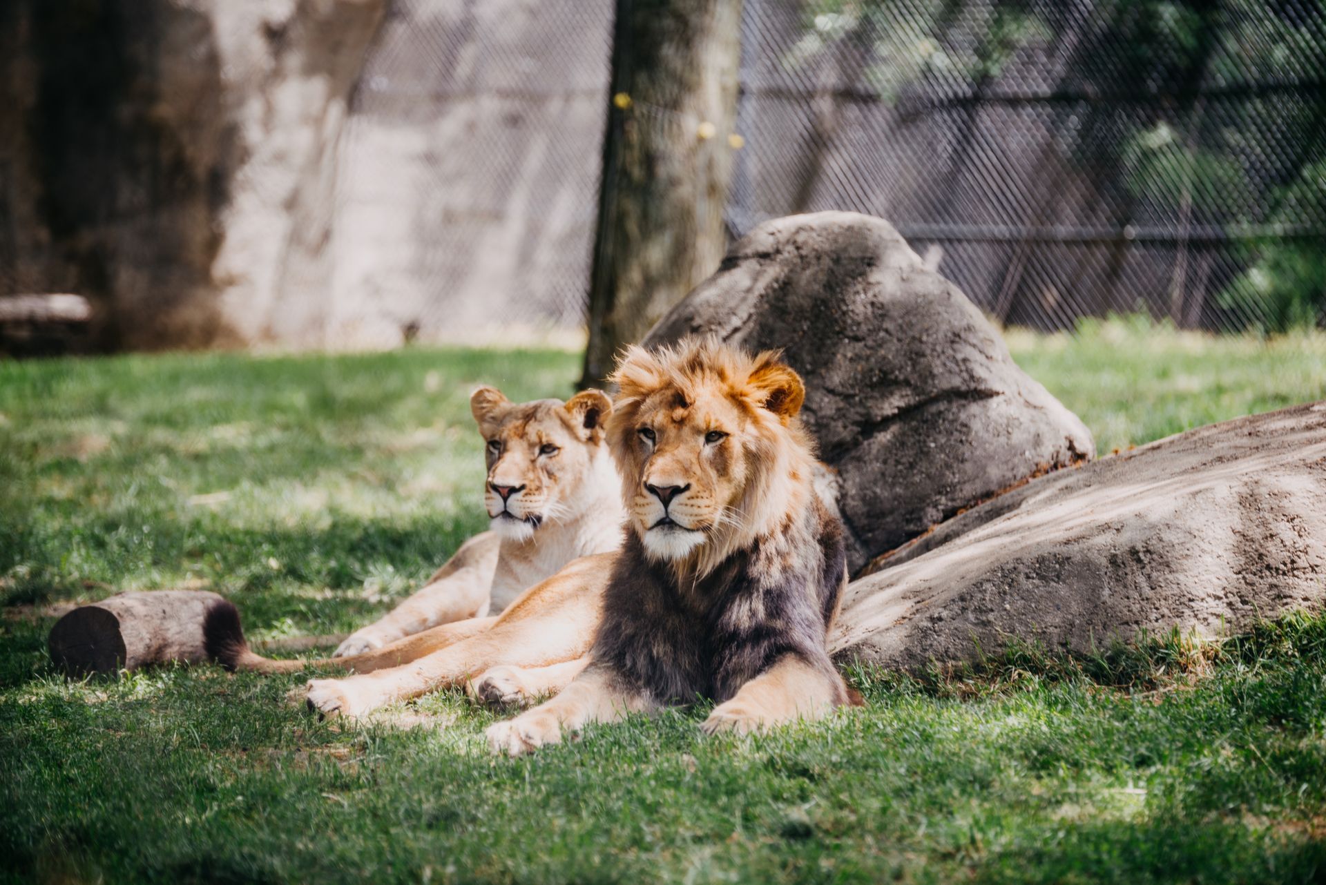 Lions dans un zoo.