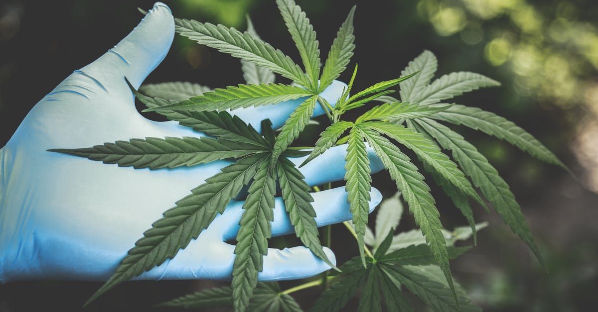 Une fleur de cbd de couleur verte