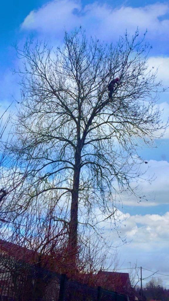 Arbre nu et sans feuilles se détachant sur un ciel d'un bleu éclatant, parsemé de nuages et de toits en contrebas.