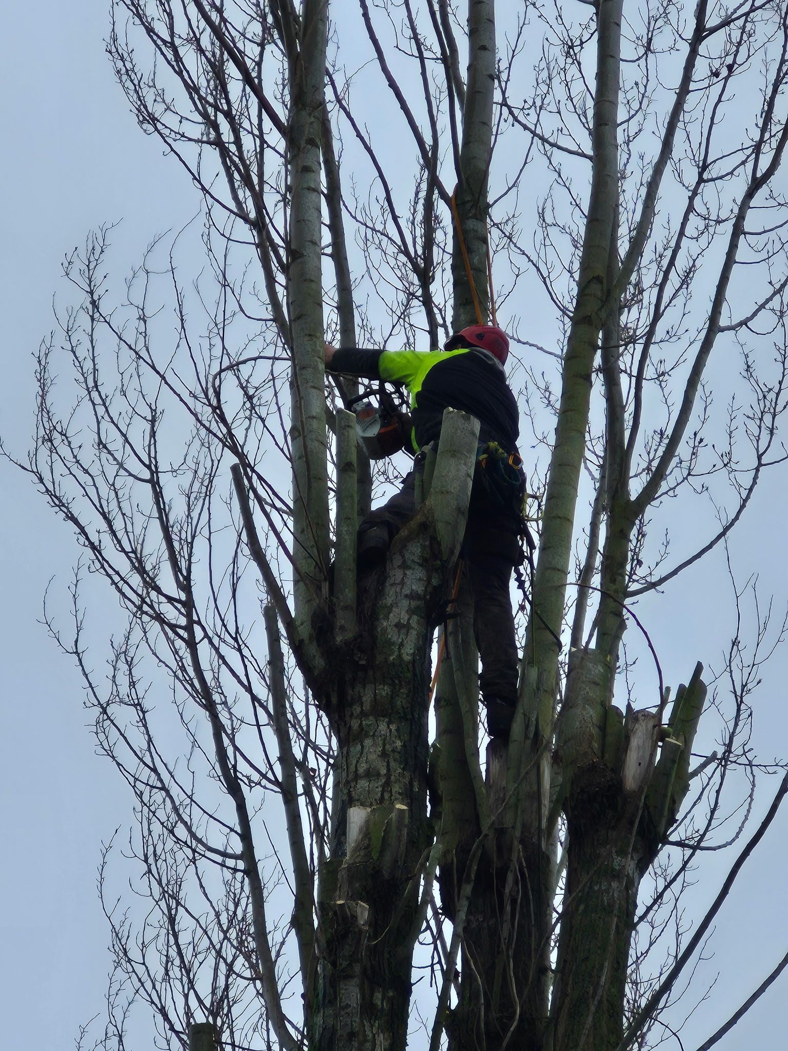Arboriste en veste fluo et casque rouge élague les branches d'un arbre dénudé.