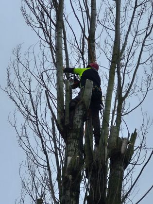 Arboriste en veste fluo et casque rouge élague les branches d'un arbre dénudé.