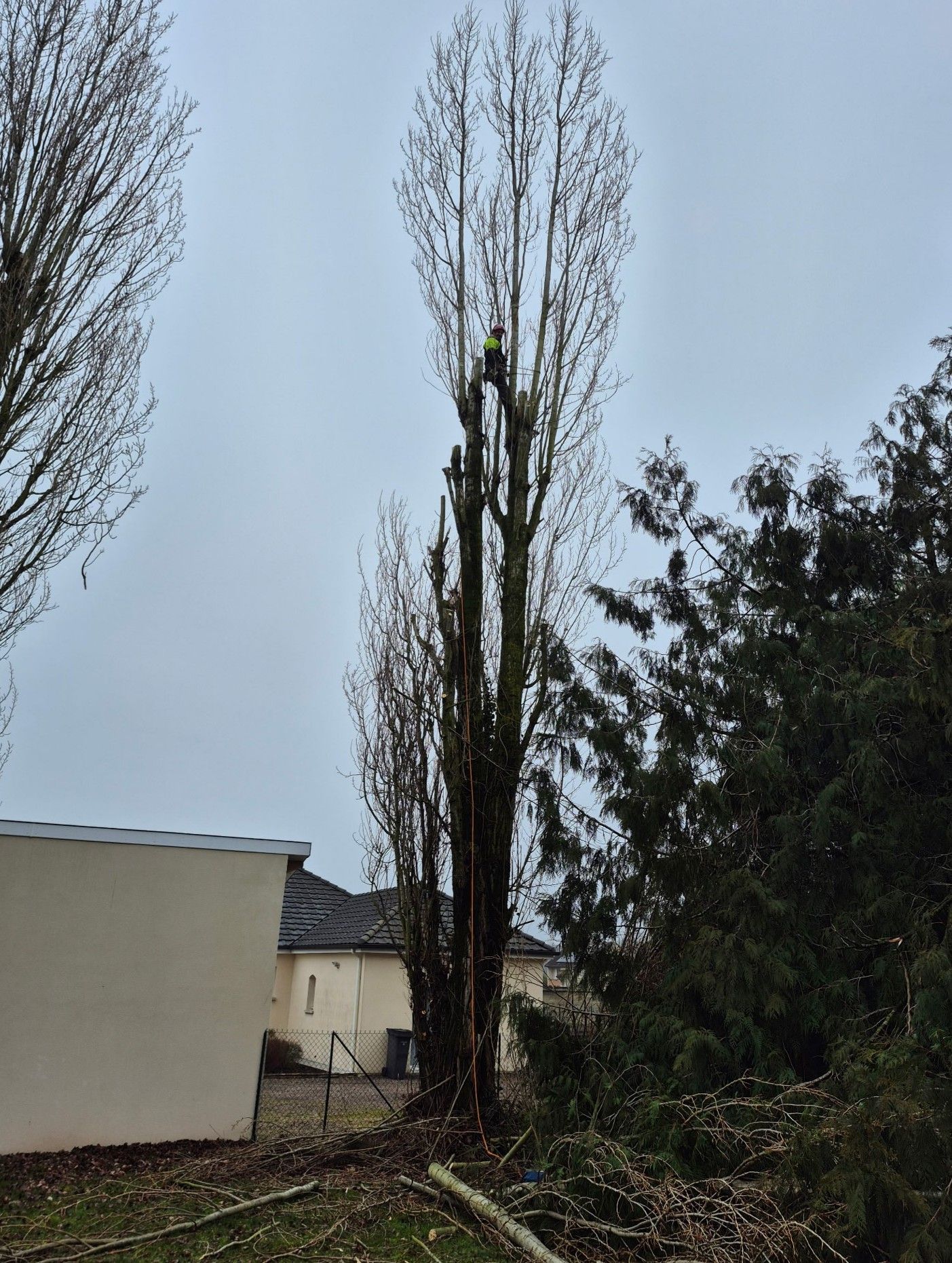 Grand arbre sans feuilles près d'une maison et conifères dans un jardin par temps couvert