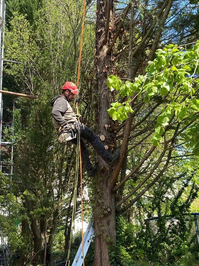 Un élagueur portant un casque rouge utilise un équipement d'escalade pour tailler un grand arbre dans un jardin feuillu.