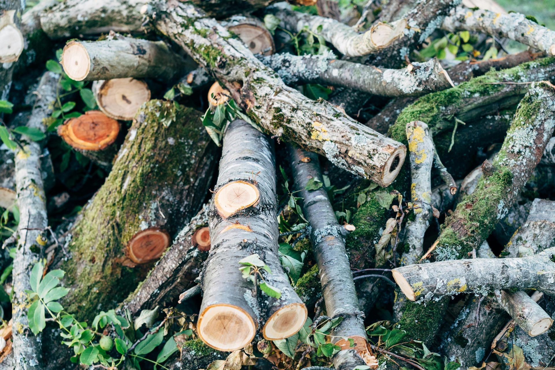 Tas de troncs et de branches d'arbres coupés, recouverts de mousse et de terre, à l'extérieur