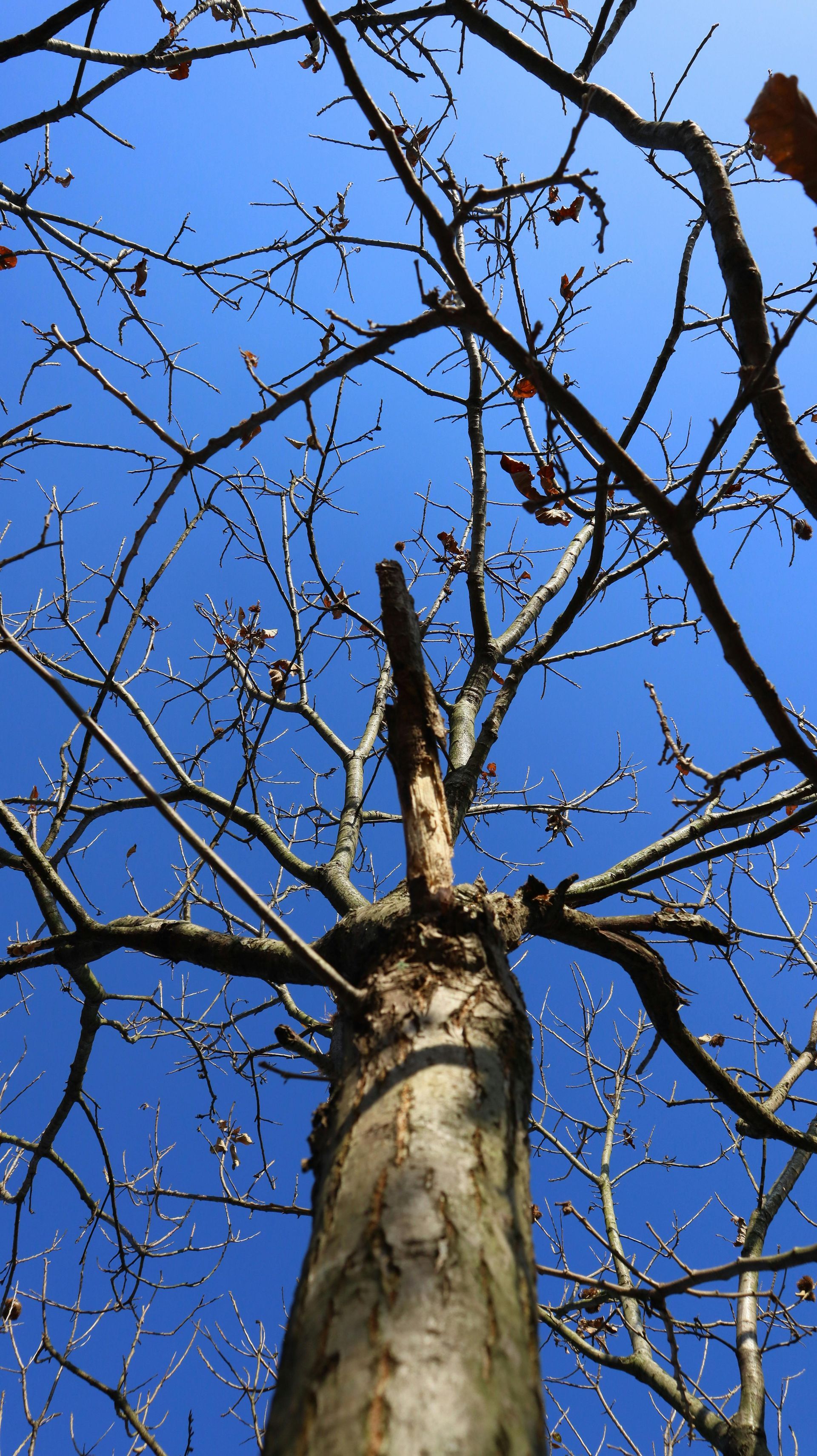Un tronc d'arbre nu se dresse vers un ciel bleu clair, ses fines branches se détachant en silhouette au-dessus.