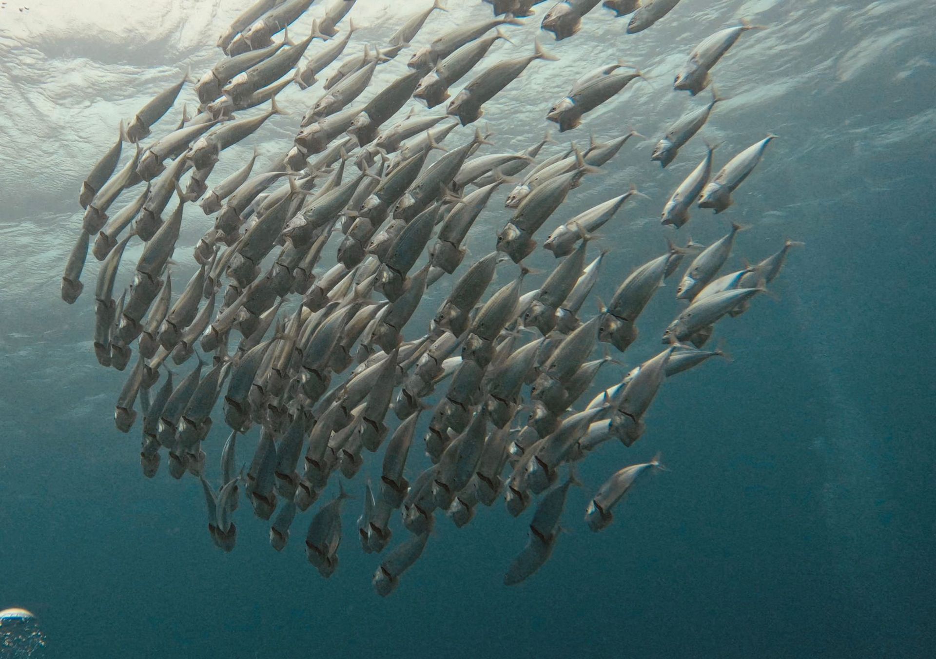 Banc de poissons argentés nageant sous l'eau en formation serrée