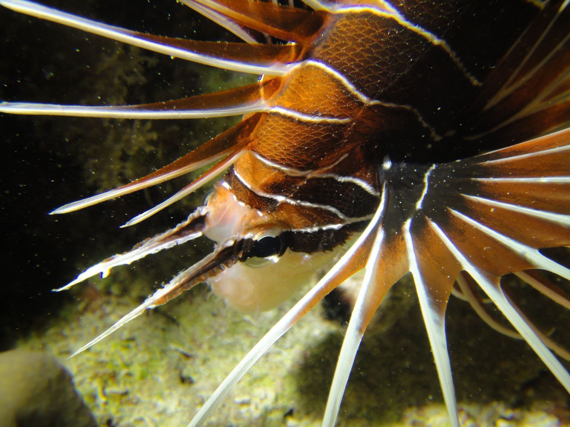 Gros plan sous l'eau d'un poisson épineux orange et noir aux longues nageoires blanches