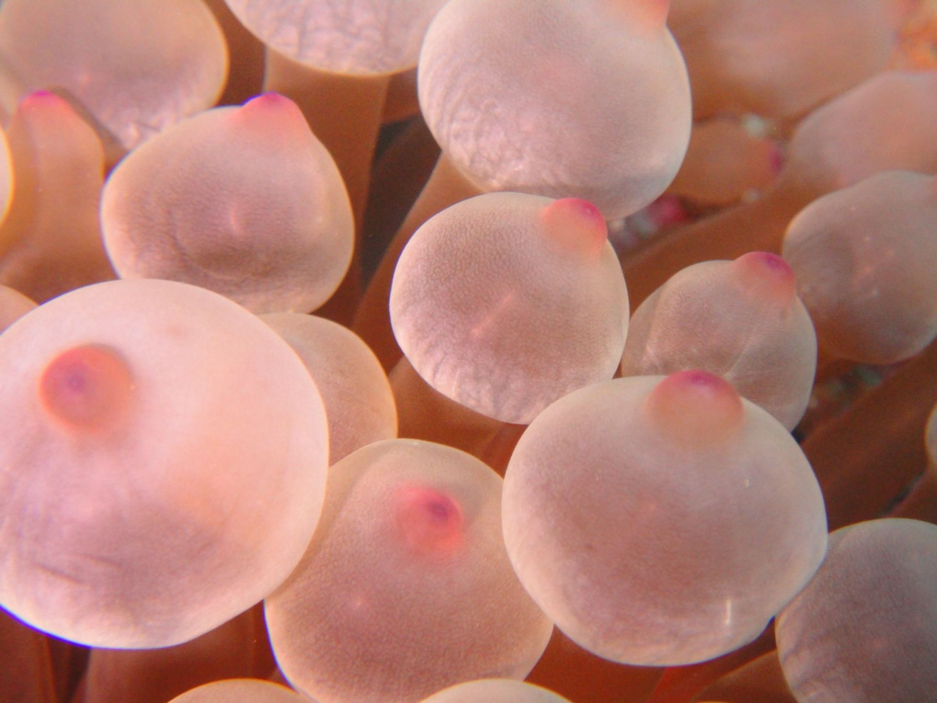 Gros plan sur des sphères rose pâle ressemblant à des méduses, regroupées en grappes aux textures douces et translucides.