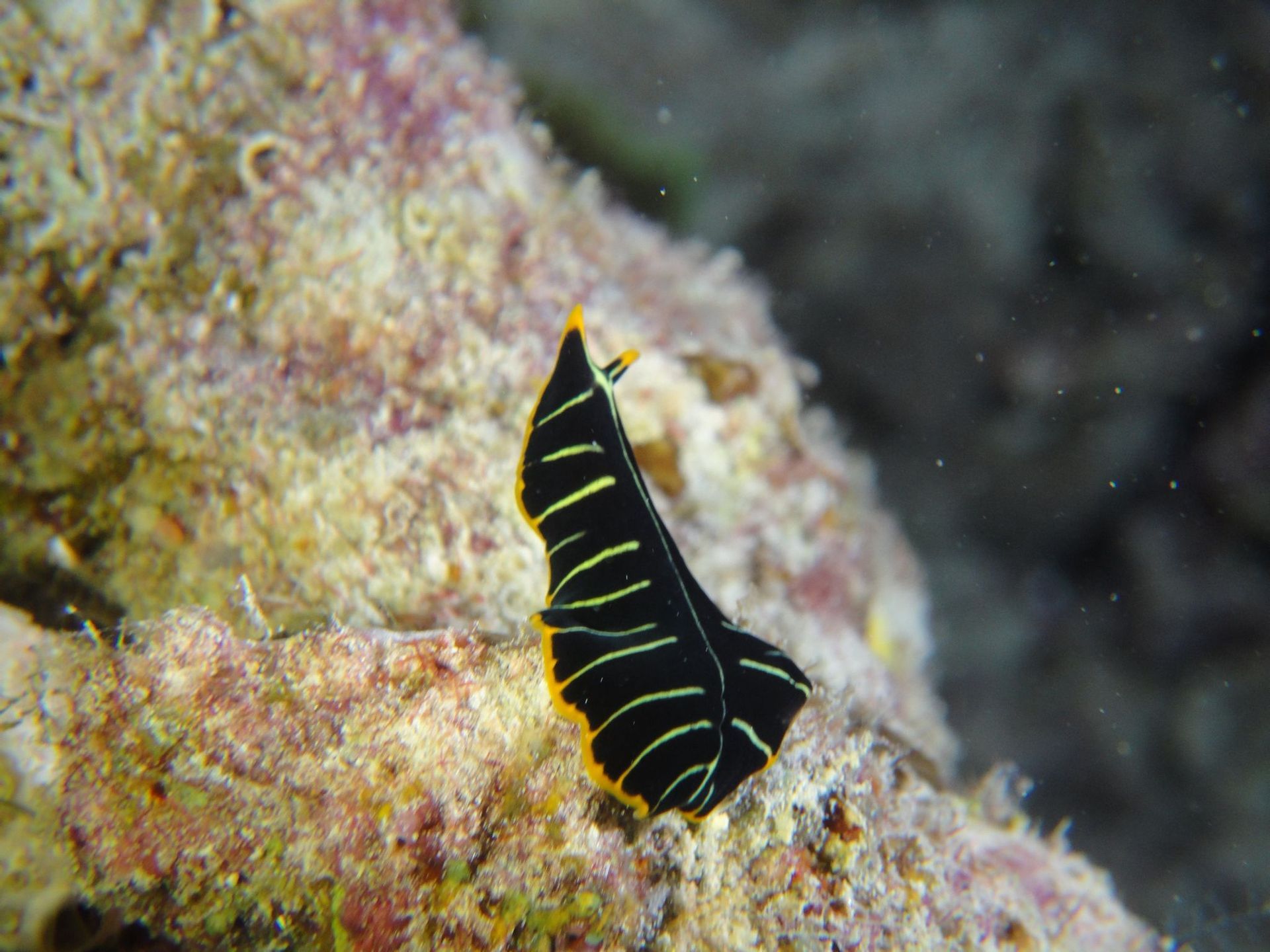 Limace de mer noire à rayures jaunes sur un rocher de récif corallien sous l'eau