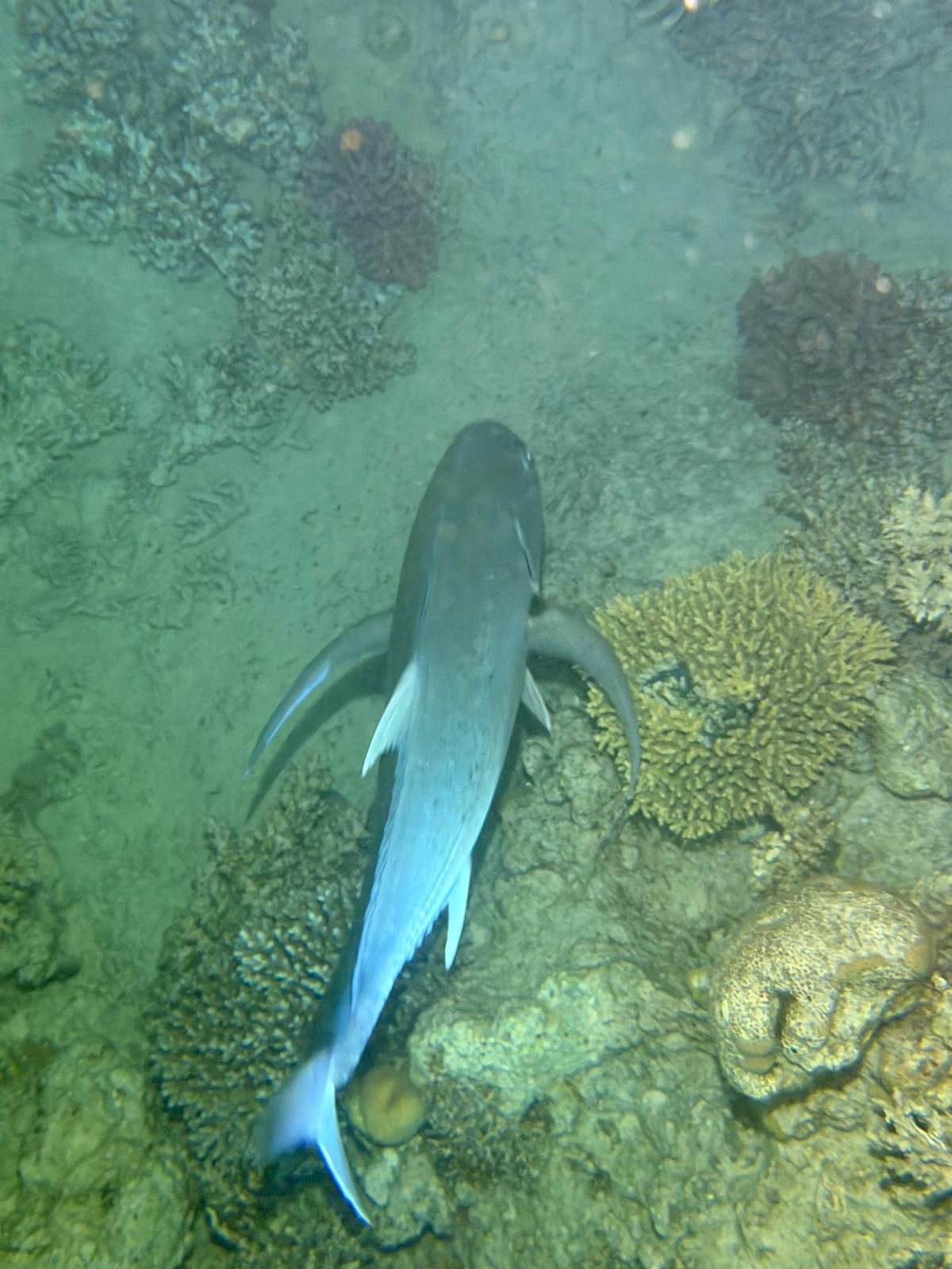 Un requin nage au-dessus d'un récif corallien dans une eau bleu-vert limpide.