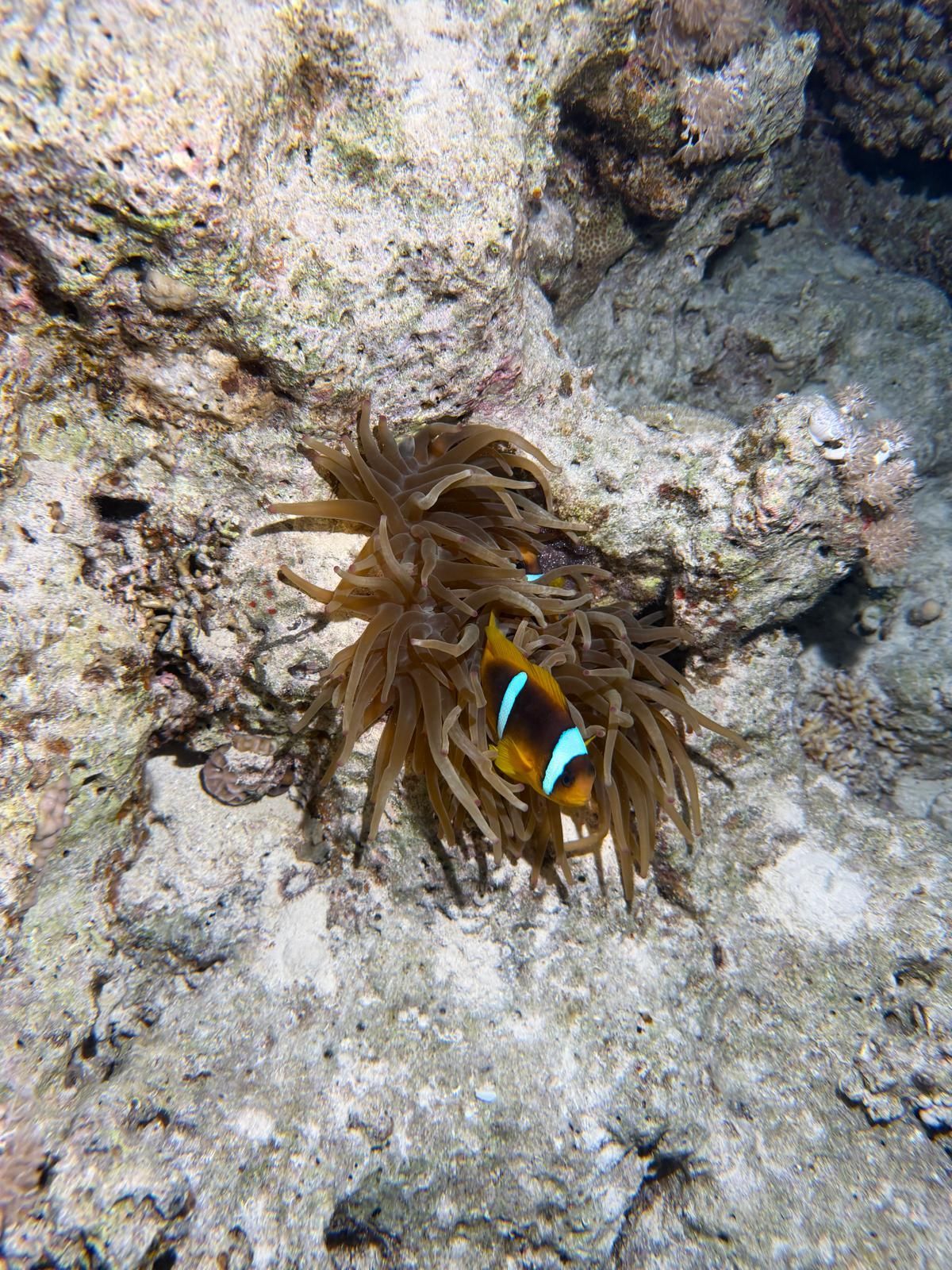 Poisson-clown niché dans une anémone de mer brune sur un récif sous-marin rocheux