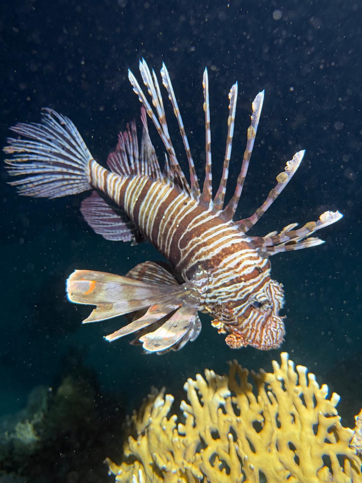 Poisson-lion planant au-dessus de coraux jaunes dans une eau sombre, avec un corps rayé et des nageoires épineuses