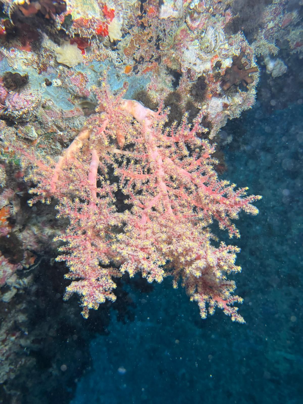 Corail rose en forme de gorgone sur un récif rocheux sous-marin, se détachant sur une eau d'un bleu profond.