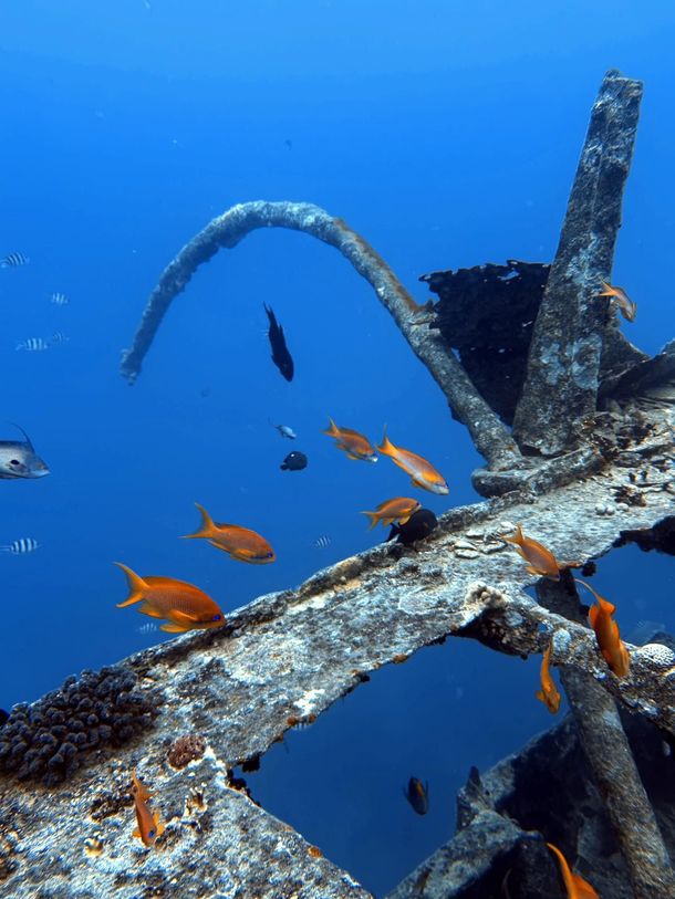 Épave sous-marine avec des poissons nageant autour d'une structure métallique recouverte de corail dans l'eau bleue de l'océan