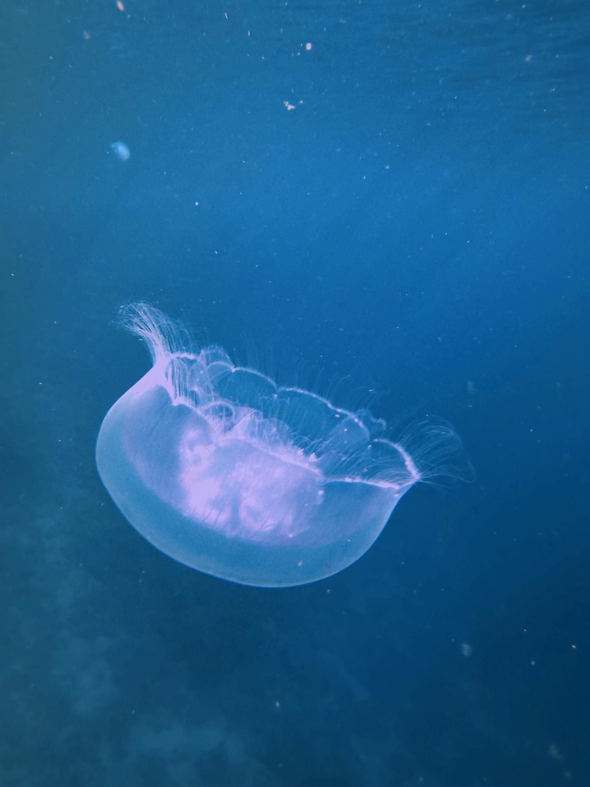 Méduses roses translucides dérivant dans l'eau d'un bleu profond