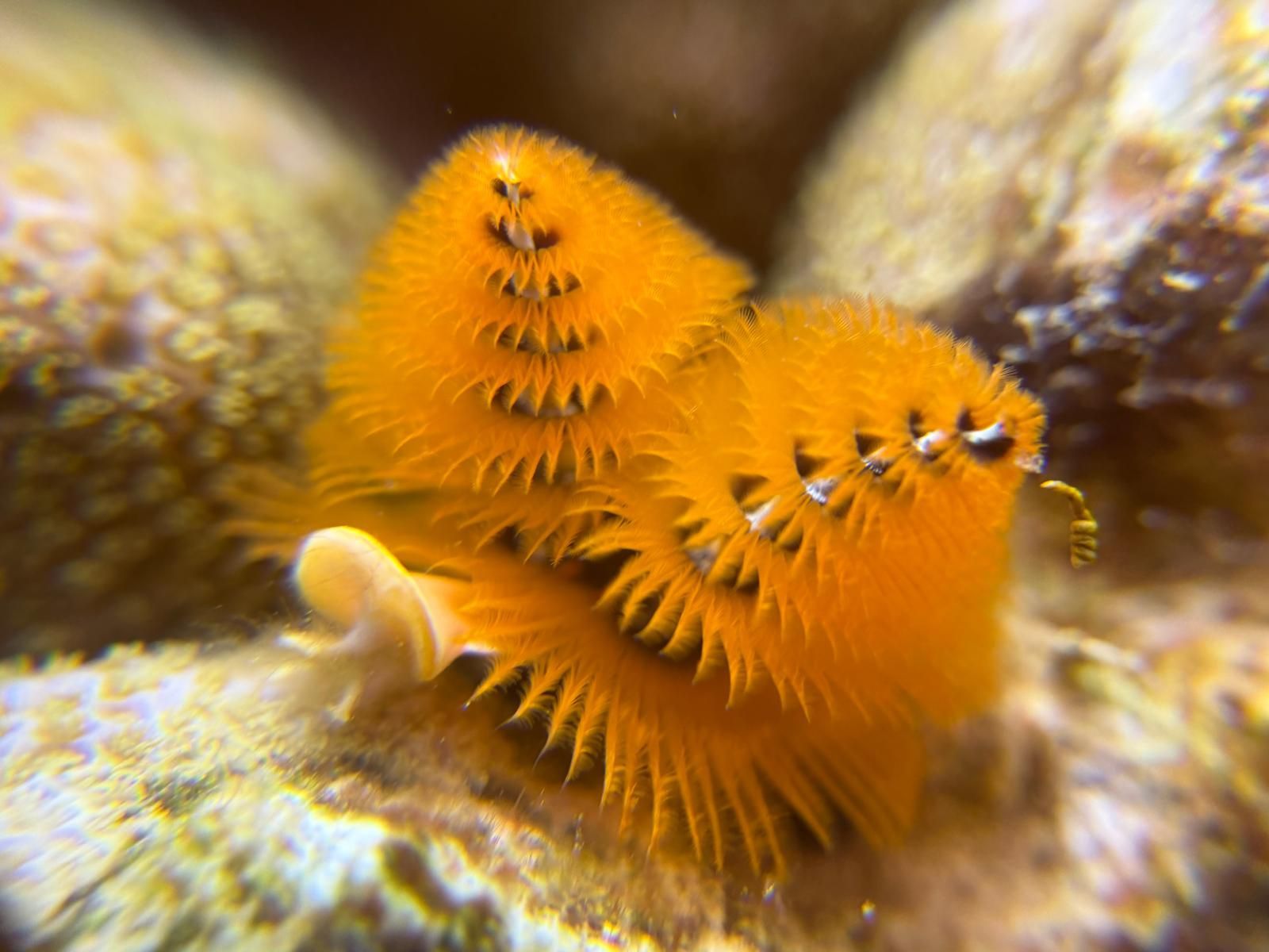 Vers marins orange et duveteux sur un fond marin rocheux