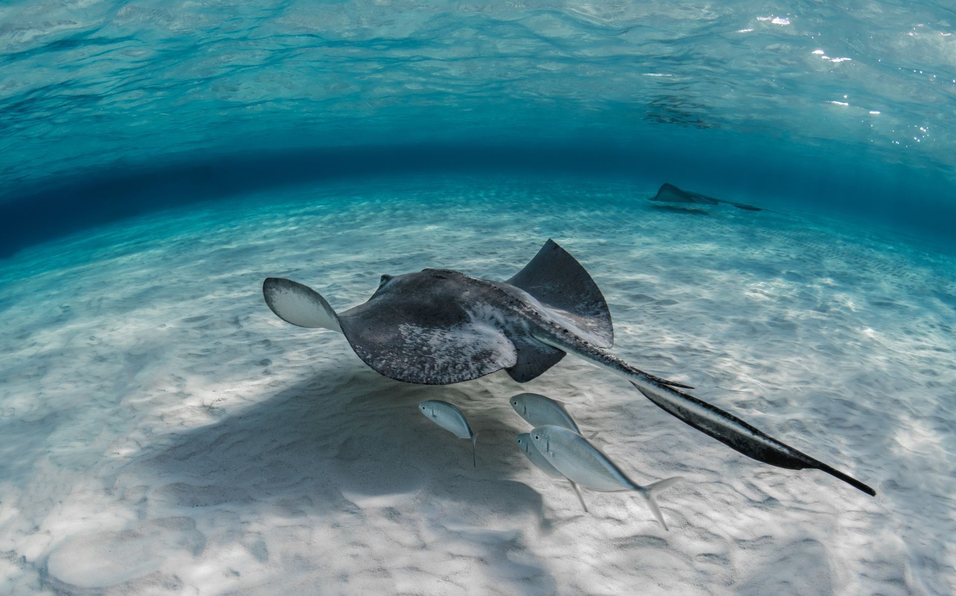 Une raie manta glisse au-dessus d'un fond marin sablonneux dans une eau turquoise limpide.