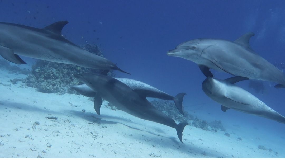 Deux dauphins nageant au-dessus d'un fond marin sablonneux dans une eau bleue