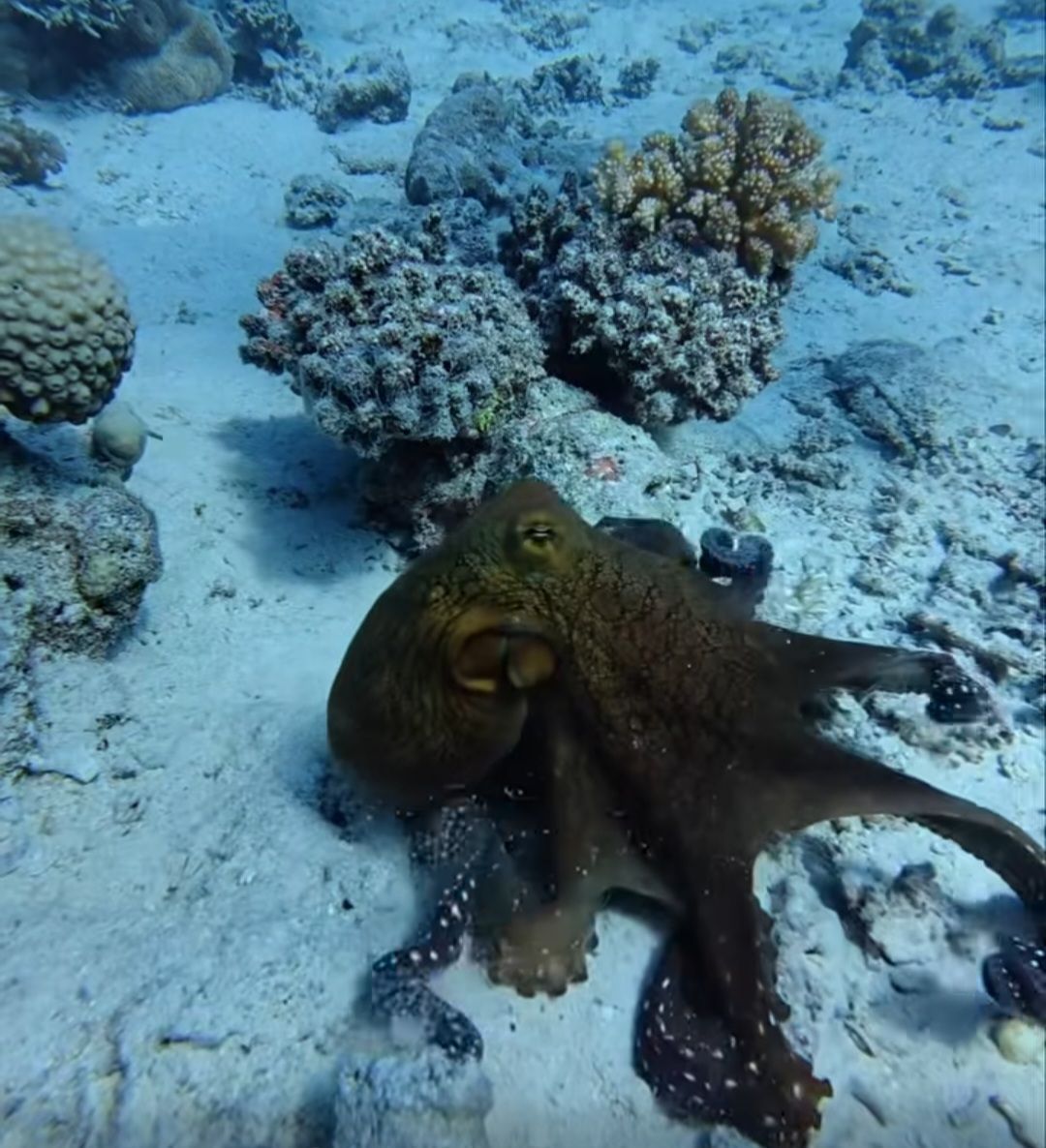 Poulpe sur un fond marin sableux près des coraux, sous l'eau bleue