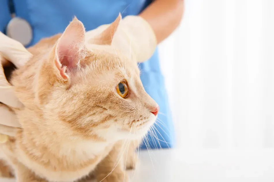 Un gato atigrado naranja es acariciado por una persona con guantes y camisa azul.