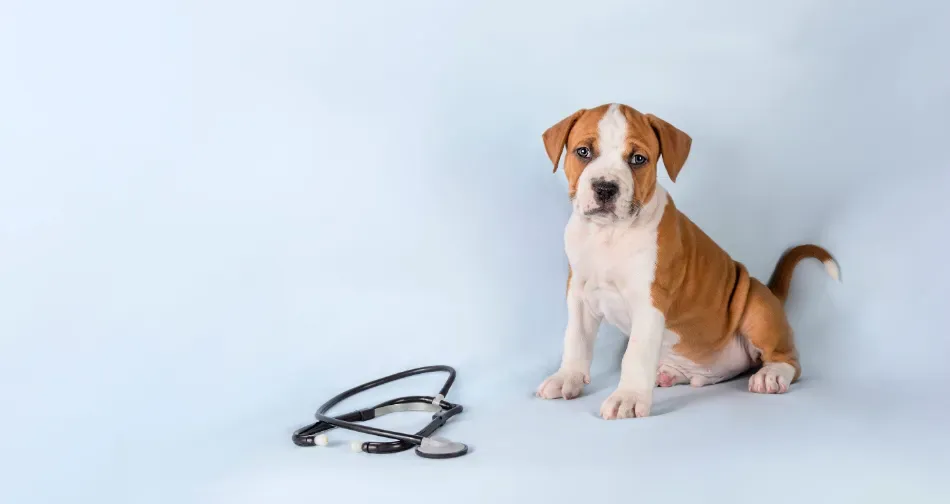 Cachorro marrón y blanco sentado junto a unas gafas negras sobre un fondo azul claro.