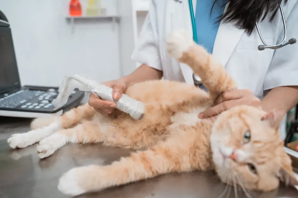 Un gato atigrado naranja está siendo examinado por un veterinario sobre una mesa, mientras un veterinario sostiene un instrumento similar a un cepillo.