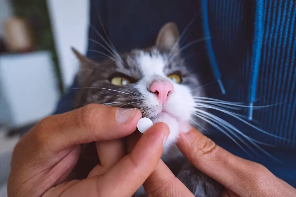 Manos dándole una pastilla a un gato, primer plano de un gato gris y blanco lamiéndola.