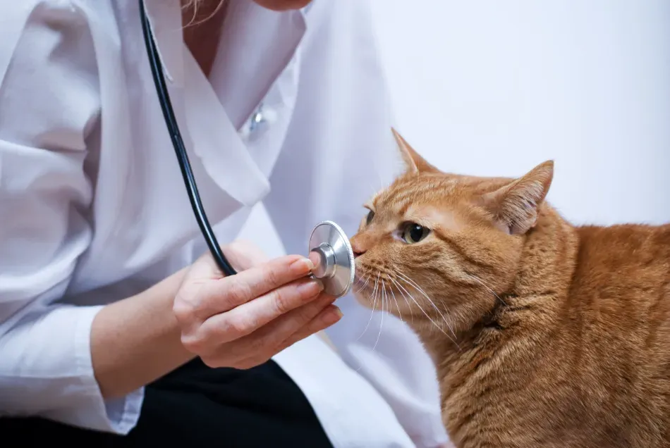 Veterinario examinando a un gato naranja con un estetoscopio.