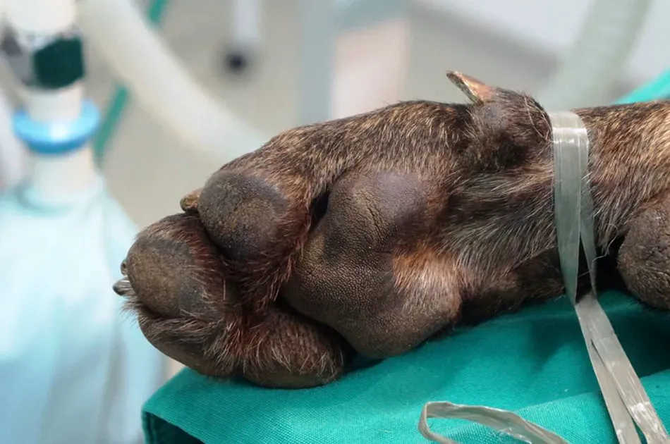 Un pequeño perro marrón yace sobre una mesa veterinaria con una máscara de oxígeno cerca.