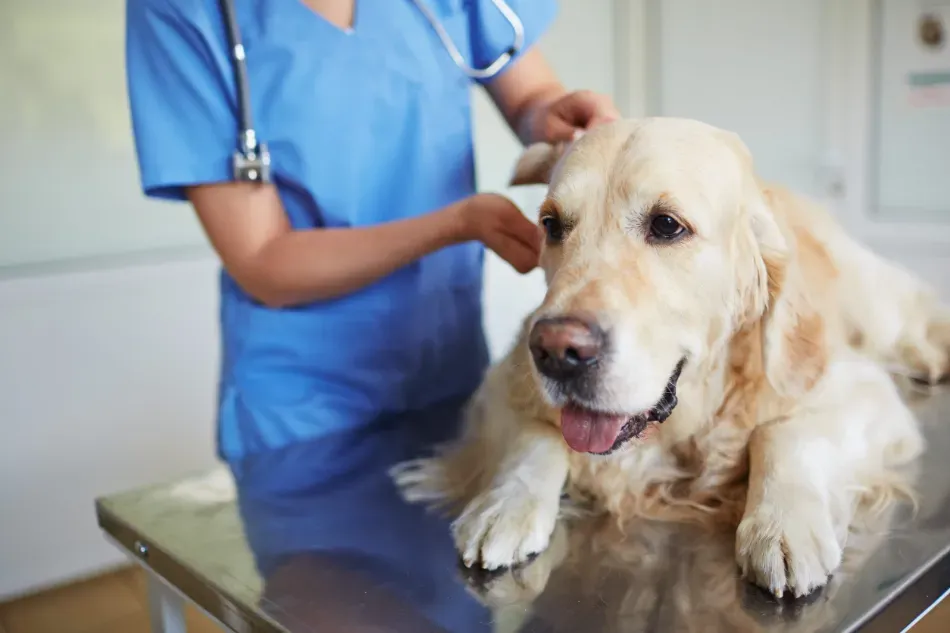 Veterinario con bata azul examinando a un golden retriever en una mesa de exploración.