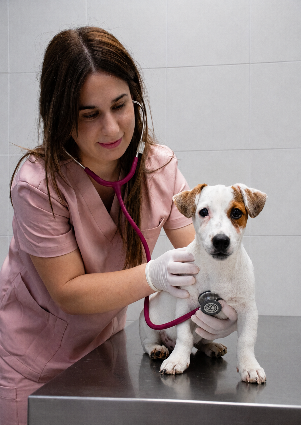 Logotipo del Centro Veterinario Sants con un perro y un gato formando un corazón alrededor de un estetoscopio.
